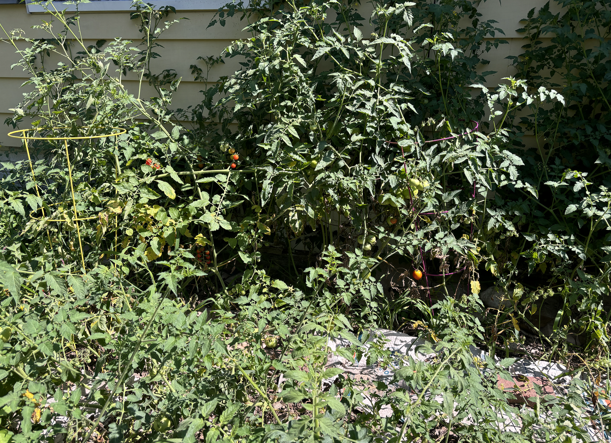 tomato vines in the backyard