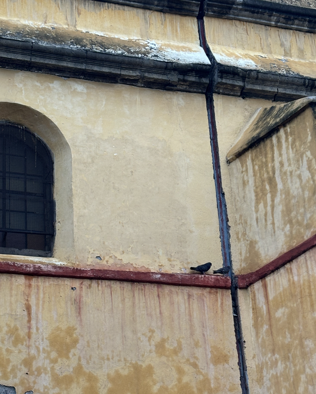 birds on a convent side