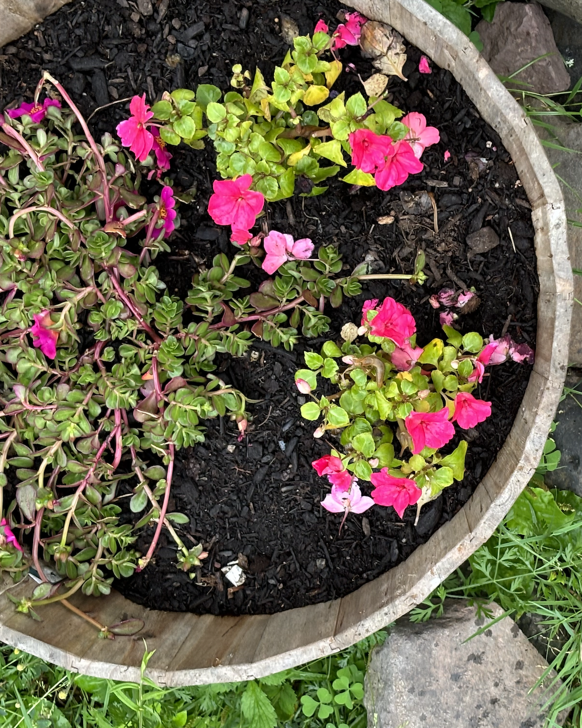 pink flowers