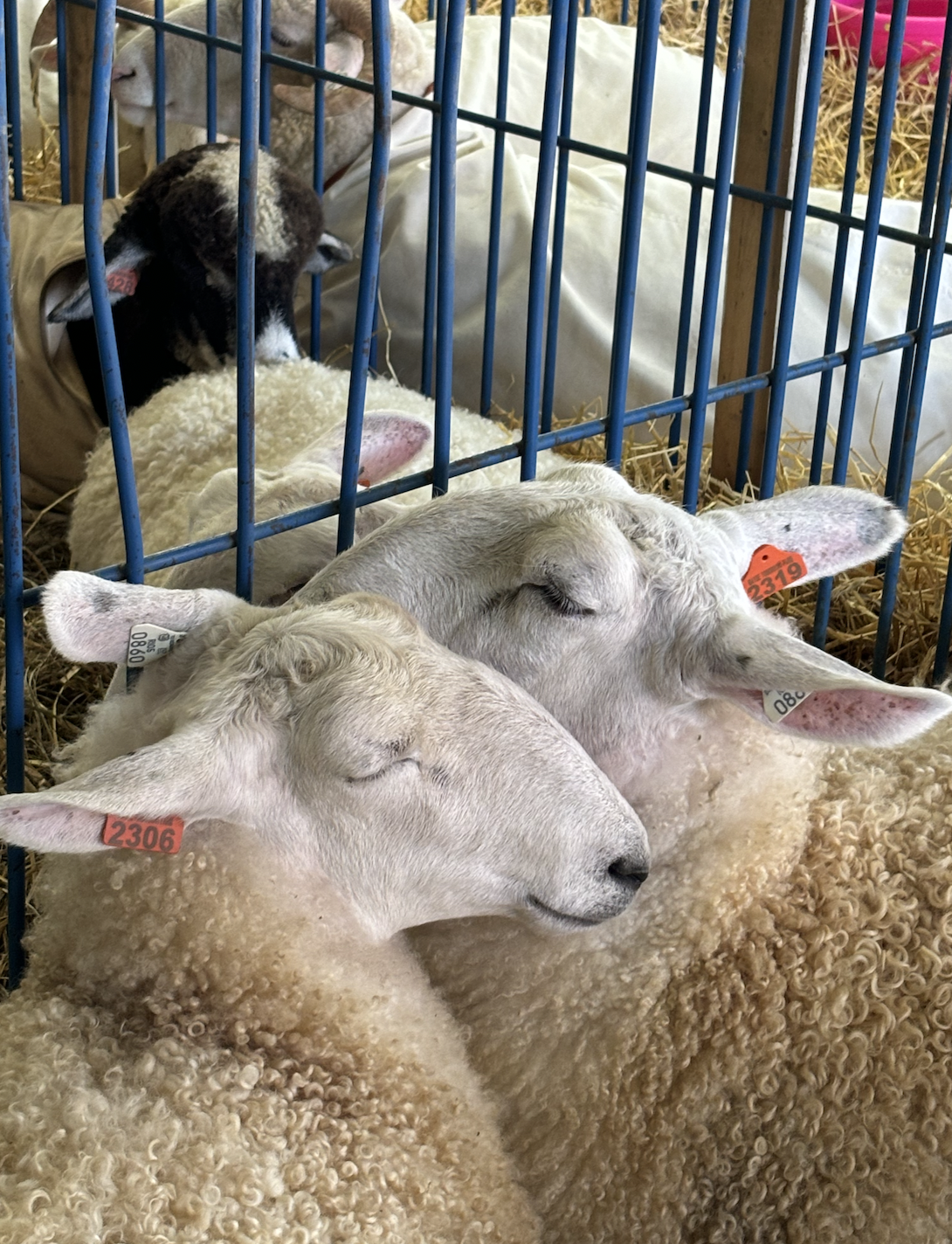 sheep love