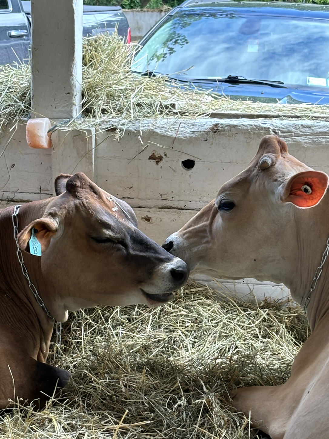 cow love