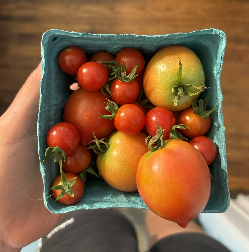 tomatoes